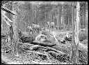 Loggers with falled & bucked Tree, circa 1910, #G0202_1