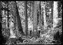 Cedar, Spruce & Hemlock, 12/1/1922, #G0203_1