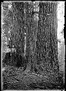 Two loggers at base of tree, Circa 1910, #G0205_1