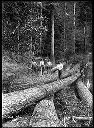 Loggers on felled trees, circa 1907, #G0207_1