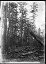 Felled timber, circa 1907, #G0208_1