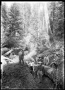 Loggers on felled trees, circa 1907, #G0209_1