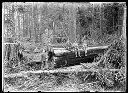 Loggers with felled tree, circa 1915, #G0236_1