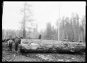 Polson Logging Co. Camp 3 loggers with felled tree, circa 1915, #G0237_1