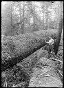 Logger bucking big log, circa 1910, #G0238_1