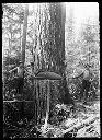 Loggers on springboards, circa 1910, #G0242_1