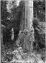 Loggers on springboards, circa 1910, #G0243_1