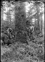 Loggers on springboards, circa 1910, #G0244_1