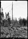 Spar and felled logs, circa 1910, #G0245_1