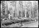 Loggers with felled tree, circa 1910, #G0246_1