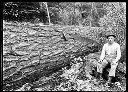 Logger with felled tree and crosscut saw, circa 1915, #G0250_1