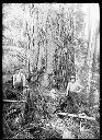 Loggers, axes, springboards, saw and saw oil cutting big tree, circa 1920, #G0356_1