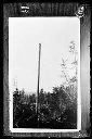 Logger on top of spar tree, copy from print, circa 1918, #G0384_1