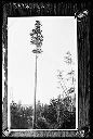 Logger climbing spar tree, copy from print, circa 1910, #G0385_1