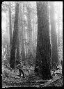 Logger in the woods, timber cruiser ?, circa 1922, #G0388_1