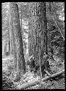 Loggers, saw and springboard cutting fir tree, circa 1910, #G0389_1