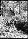 Logger with fir tree 102 x 24 foot, circa 1910, #G0390_1