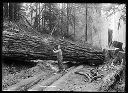 Logger with crosscut saw bucking fir timber, circa 1922, #G0424_1