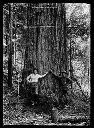 Two loggers at base of tree near Detroit, Oregon, circa 1922, #G0455_1