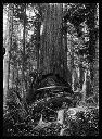 Polson Logging Co. Camp #4 logger lying in the cut of 10'  tree, circa 1910, #G0522_1