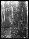 Donkey engine and skid road, Camp 5, Polson Logging Co., circa 1910, #G0524_1