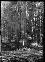 Camp 5 - Polson Logging - Nelson 1321, circa 1910, #G0528_1