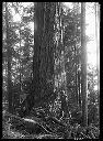 Polson Logging Co., Camp 4, loggers sawing, circa 1910, #G0531_1