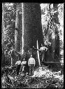 Polson Logging Co., Camp 5, 5 loggers at base of tree, circa 1910, #G0534_1