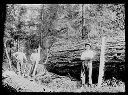 Polson Logging Co. Camp 2 three loggers with saws and log, circa 1910, #G0537_1