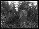 Two loggers with big felled tree, circa 1922, #G0539_1