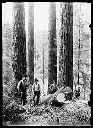 Loggers with felled tree, circa 1910, #G0551_1