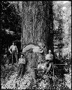 Loggers lying in tree cut with others, circa 1915, #G0611_1