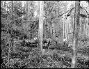 Yarding out felled logs, Camp 2 Polson Logging Co., circa 1920, #G0613_1