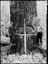 Two loggers on springboards with tree, circa 1920, #G0644_1