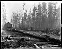 Logs on skid road, circa 1920, #G0662_1