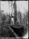 Standing and felled timber, circa 1920, #G0709_1