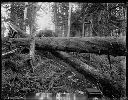 Logger with saw and felled trees, circa 1920, #G0730_1