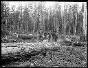 Yard crew with felled trees at Polson camp #4, circa 1920, #G0755_1