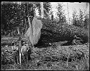 Buckers with felled trees in Polson camp #5, circa 1920, #G0756_1