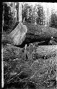 Three loggers and a boy with felled tree, circa 1910, #G0759A_1