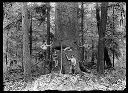 Five loggers with big tree, circa 1915, #G1058_1