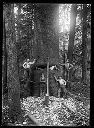 Falling spruce timber , circa 1910, #G1062_1