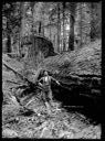 Logger with fir log 102 inches by 24 feet, circa 1922, #G1239_1