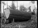 Loggers with large log and donkey engine, circa 1915, #G1242_1