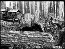 Loggers with logs and donkey engine, circa 1922, #G1315_1