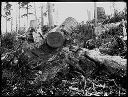 Loggers with logs and stumps, circa 1922, #G1316_1