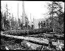 Yarding Crew Camp 3, Polson Logging Co, circa 1907, #G1320_1