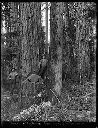 Felling Timbers, Camp 6, Polson Logging Co , circa 1915, #G1322_1