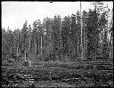 Timbers in Camp 4, Polson Logging Co., circa 1907, #G1329_1