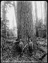 Big Timbers in Camp 2, Polson Logging Co., circa 1907, #G1330_1